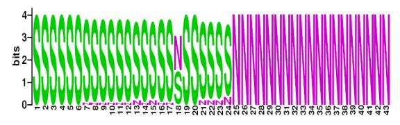 This is a Sequence Logo of Family 34 spoligotypes.
S indicates present spacer, N indicates absent spacer. For more information on sequence logos, 
please click the link at the bottom of this page.